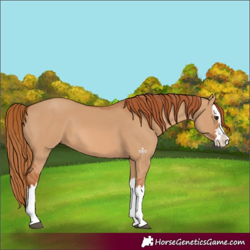 Horse Color:Red Dun Splash 