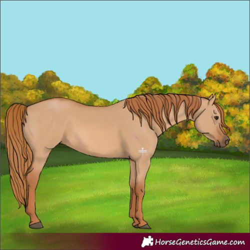 Horse Color:Red Dun 