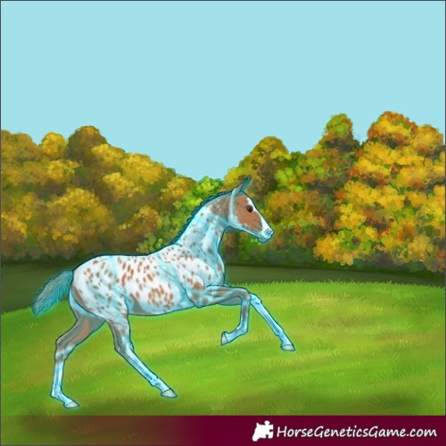 Horse Color:Thunderstruck Chestnut Blanket