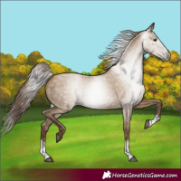 Horse Color:Gray Grullo Pearl Sabino 