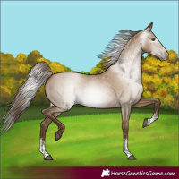Horse Color:Gray Grullo Pearl Sabino 