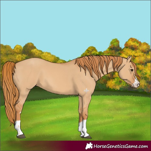 Horse Color:Red Dun 