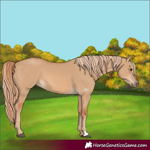 Horse Color:Red Dun 