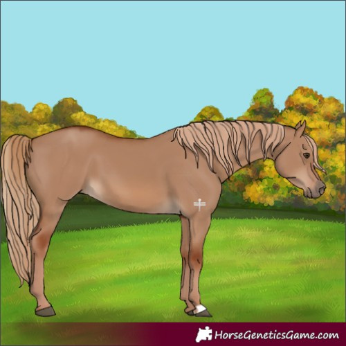 Horse Color:Red Dun 