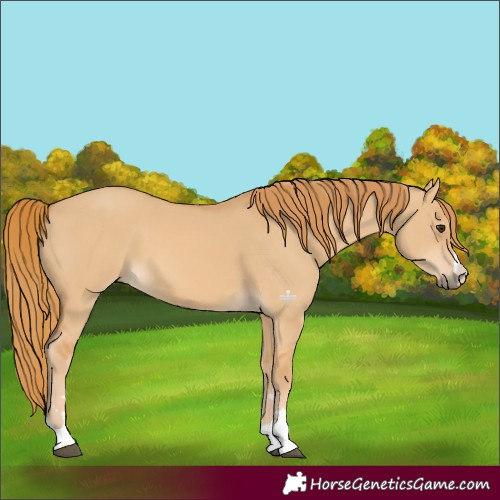 Horse Color:Red Dun 