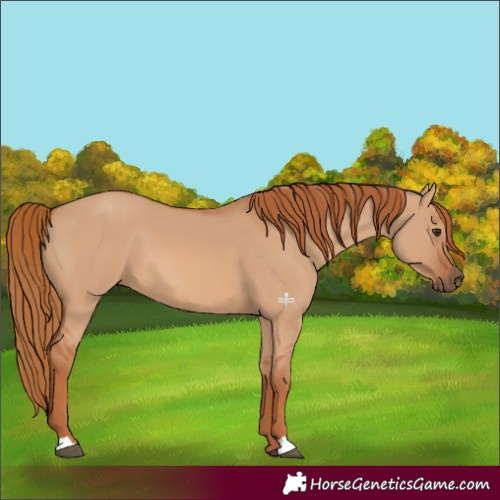 Horse Color:Red Dun 