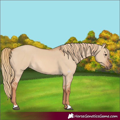 Horse Color:Red Dun 