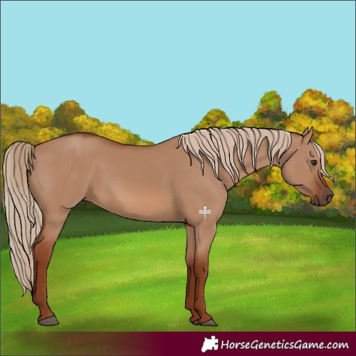 Horse Color:Red Dun 