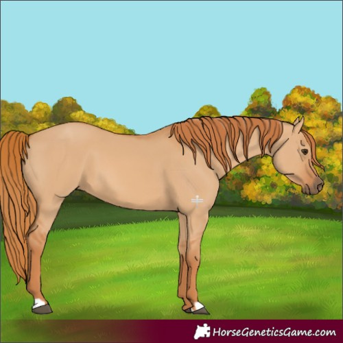Horse Color:Red Dun 
