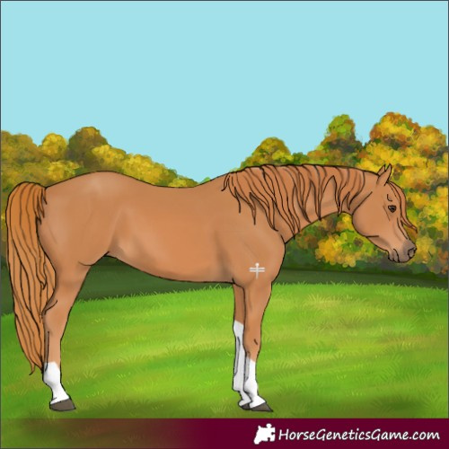 Horse Color:Chestnut Tobiano 