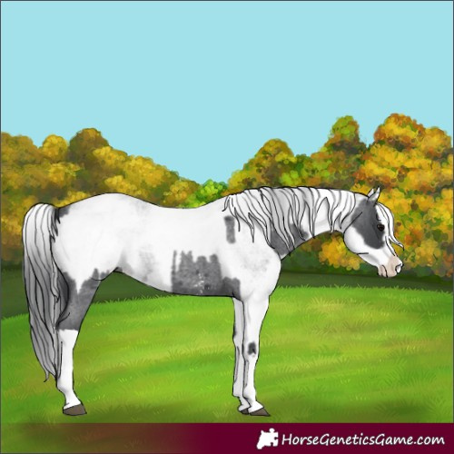 Horse Color:Blue Roan Sabino Splash  and White Spotted Blue Roan Splash 