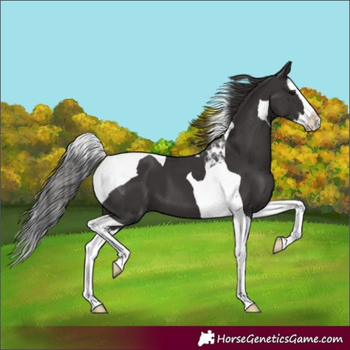 Horse Color:Smoky Black Splash Tobiano 
