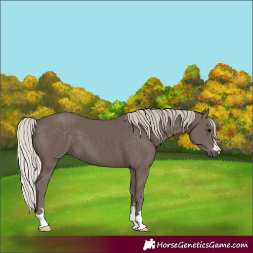 Horse Color:Unknown 