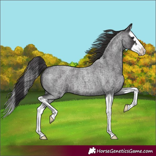 Horse Color:Smoky Blue Roan Splash 