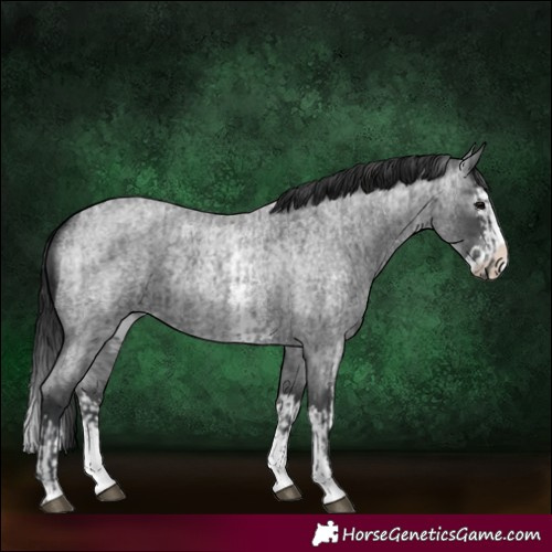Horse Color:Blue Roan Sabino Splash and Gray Blue Roan Sabino Splash