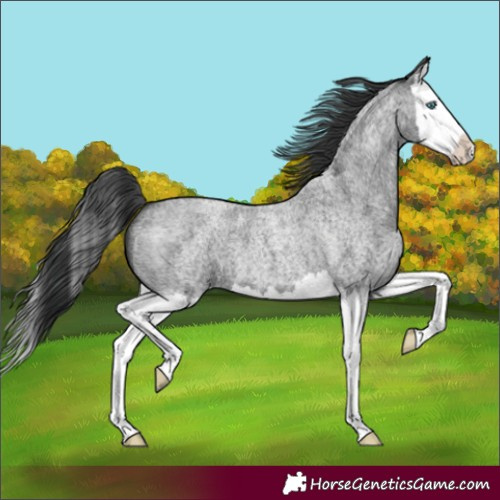 Horse Color:Blue Roan Splash 