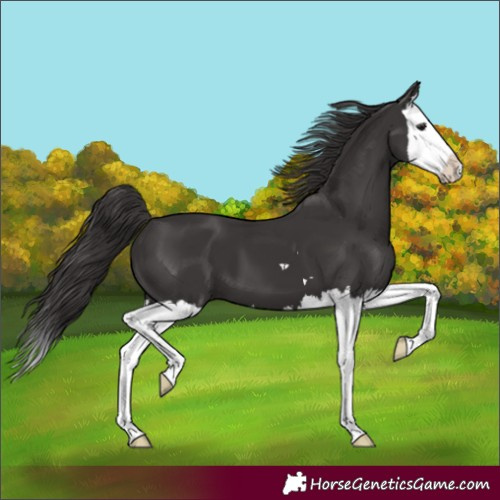 Horse Color:Smoky Black Splash 