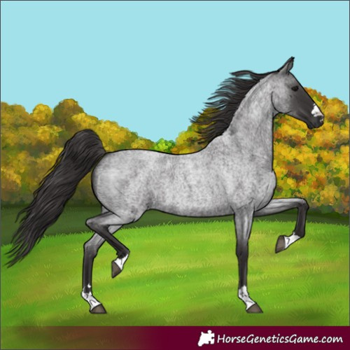 Horse Color:Smoky Blue Roan 