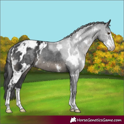 Horse Color:White Spotted Black Sabino Appaloosa Rabicano 