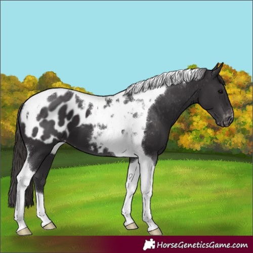 Horse Color:Smoky Black Tobiano Blanket 