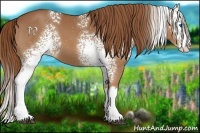 Horse Color:White Spotted Chestnut Splash