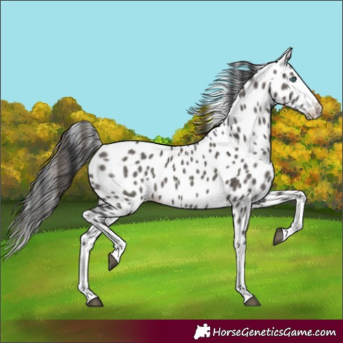 Horse Color:Grullo Splash Appaloosa 