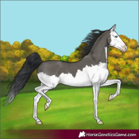 Horse Color:Grullo Splash