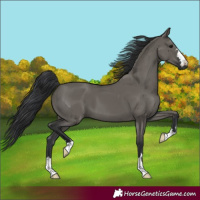 Horse Color:Grullo 