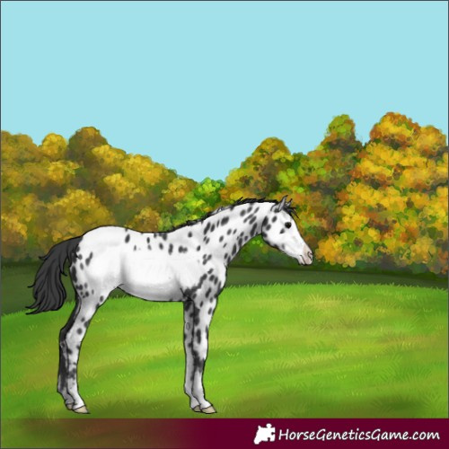 Horse Color:Black Frame Appaloosa 