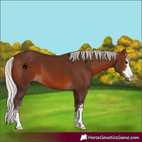 Horse Color:Silver Brown 