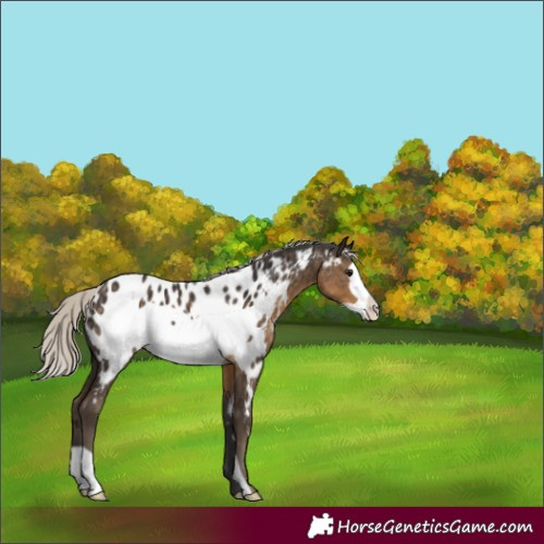 Horse Color:Silver Smoky Black Frame Appaloosa 