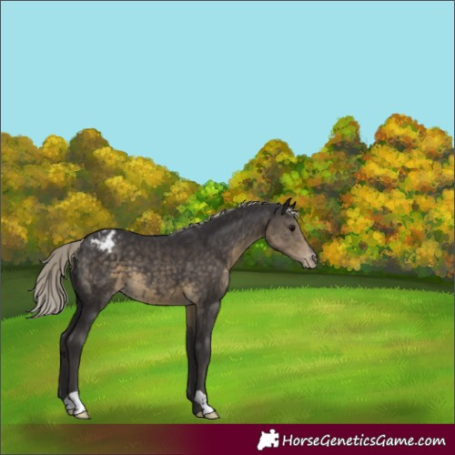 Horse Color:Silver Smoky Black Appaloosa