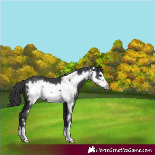 Horse Color:Black Frame 