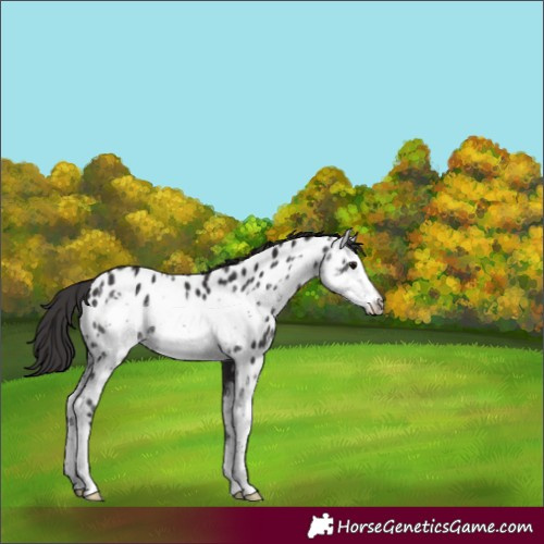 Horse Color:Smoky Black Sabino Frame Appaloosa 