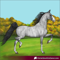 Horse Color:Blue Roan Sabino 