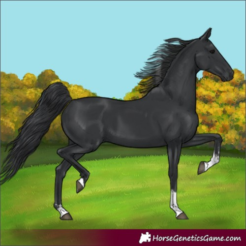 Horse Color:Unknown 