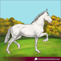 Horse Color:Silver Smoky Creme Roan Dun 