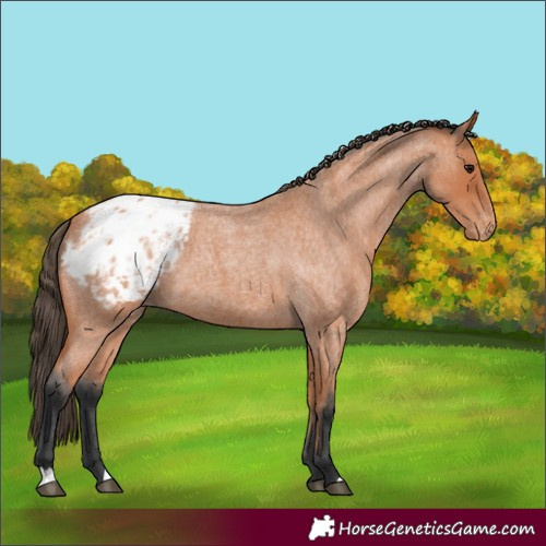 Horse Color:Bay Roan Blanket