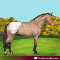 Horse Color:Bay Roan Appaloosa 