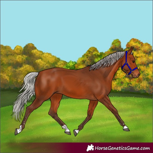 Horse Color:Silver Bay 