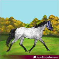 Horse Color:Blue Roan Blanket