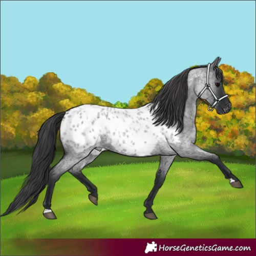 Horse Color:Blue Roan Near Leopard 
