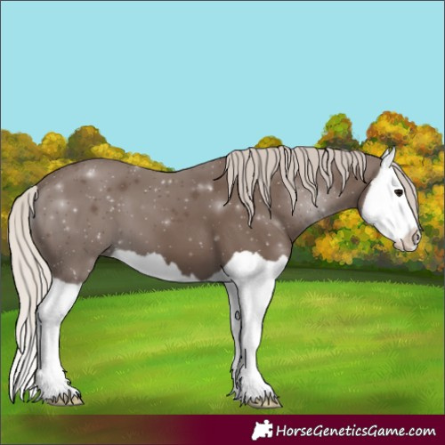 Horse Color:Silver Black Splash 