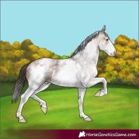 Horse Color:White Spotted Bay Sabino