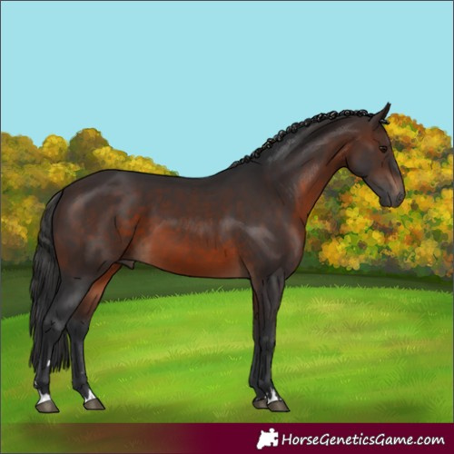 Horse Color:Brown 