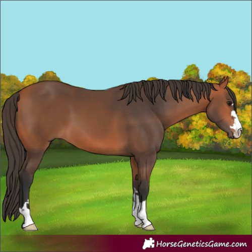 Horse Color:Bay 