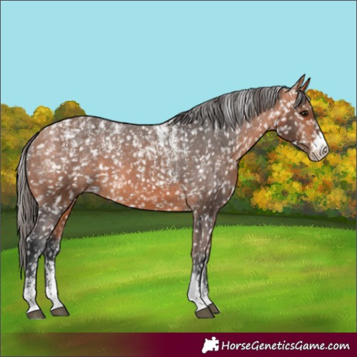 Horse Color:Powder White Bay Appaloosa 