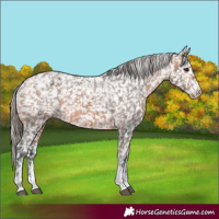Horse Color:Powder White Bay Appaloosa