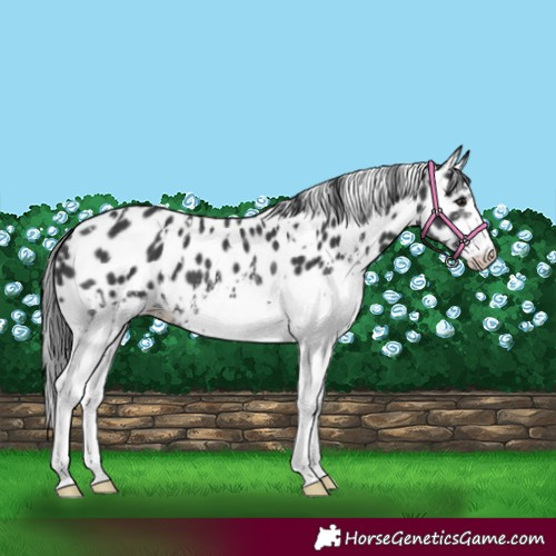Horse Color:White Spotted Black Appaloosa 