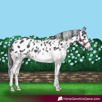 Horse Color:White Spotted Black Leopard 